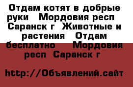 Отдам котят в добрые руки - Мордовия респ., Саранск г. Животные и растения » Отдам бесплатно   . Мордовия респ.,Саранск г.